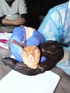 Investigating the zoonotic diseases to help public health response